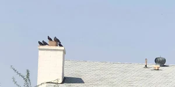 A galvanized steel chimney cap with mesh screening